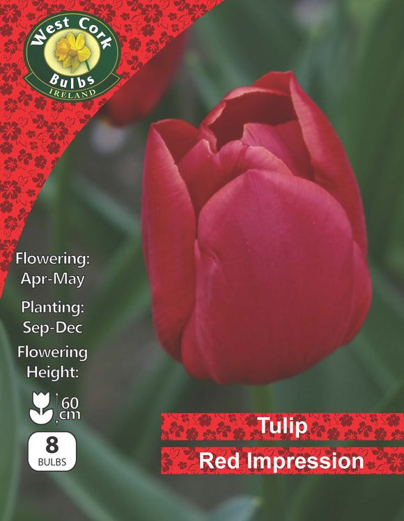 Single Tulip Red Impression