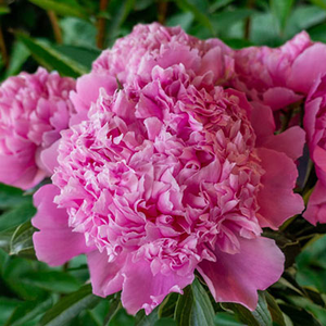 Peony Cut flower 'Monsieur Jules Elie'