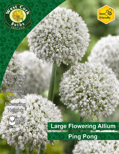 Allium Ping Pong - Green's of Ireland Online Garden Shop. Allium, West Cork Bulbs, Daffodil Bulbs, Tulip Bulbs, Crocus Bulbs, Autumn Bulbs, Bulbs, Cheap Bulbs