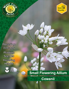 Allium Cowanii - Green's of Ireland Online Garden Shop. Allium, West Cork Bulbs, Daffodil Bulbs, Tulip Bulbs, Crocus Bulbs, Autumn Bulbs, Bulbs, Cheap Bulbs