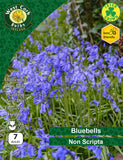 Irish Grown Bluebells Non-scripta LAST STOCK - Green's of Ireland Online Garden Shop.  Bluebells, West Cork Bulbs, Daffodil Bulbs, Tulip Bulbs, Crocus Bulbs, Autumn Bulbs, Bulbs, Cheap Bulbs