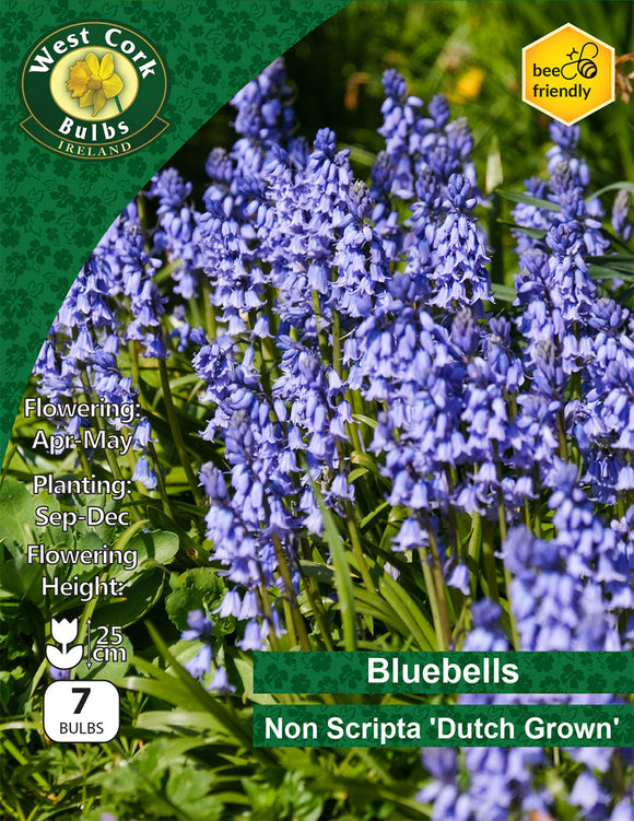 Dutch Grown Bluebells Non Scripta 35 Bulbs