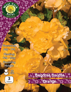 Double Bégonia Orange