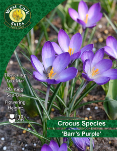 Crocus <p>Blue Pearl</p>