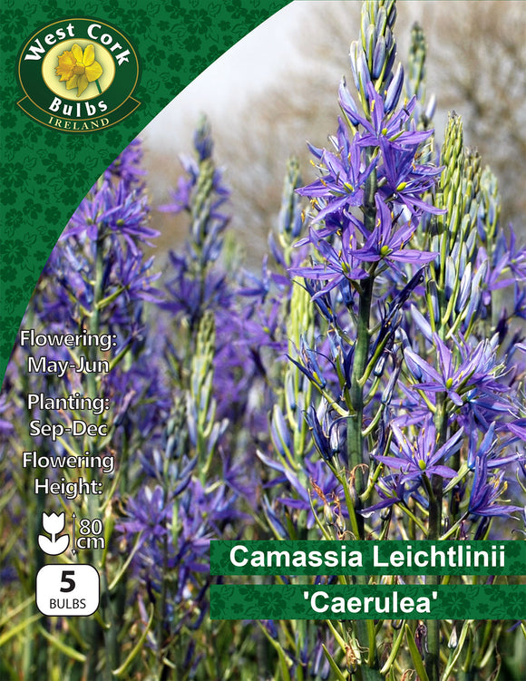 Camassia Caerulea - Green's of Ireland Online Garden Shop. Miscellaneous, West Cork Bulbs, Daffodil Bulbs, Tulip Bulbs, Crocus Bulbs, Autumn Bulbs, Bulbs, Cheap Bulbs