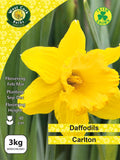 Yellow Daffodils Carlton - Green's of Ireland Online Garden Shop. Flower Bulbs, West Cork Bulbs, Daffodil Bulbs, Tulip Bulbs, Crocus Bulbs, Autumn Bulbs, Bulbs, Cheap Bulbs