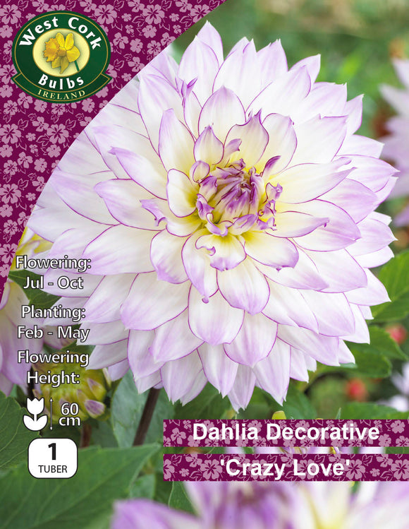 Dahlia Decorative 'Crazy Love'