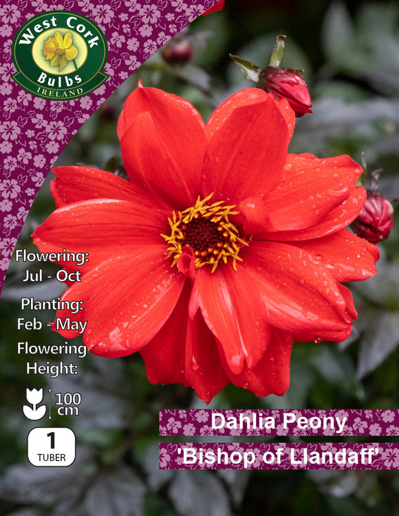 Dahlia Paeony Bishop of Llandaff - Green's of Ireland Online Garden Shop.  Flower Bulbs, West Cork Bulbs, Daffodil Bulbs, Tulip Bulbs, Crocus Bulbs, Autumn Bulbs, Bulbs, Cheap Bulbs