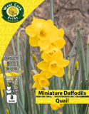 Miniature Daffodils Quail - Green's of Ireland Online Garden Shop. Flower Bulbs, West Cork Bulbs, Daffodil Bulbs, Tulip Bulbs, Crocus Bulbs, Autumn Bulbs, Bulbs, Cheap Bulbs