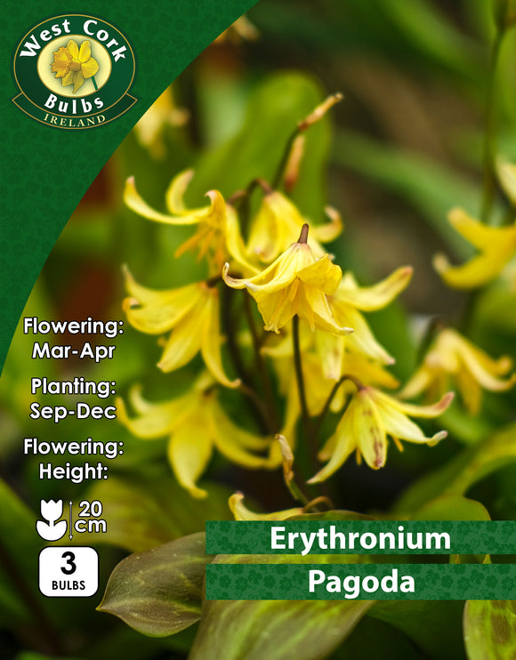 Erythronium Pagoda Dog's Thoth's violet - Green's of Ireland Online Garden Shop.  Miscellaneous, West Cork Bulbs, Daffodil Bulbs, Tulip Bulbs, Crocus Bulbs, Autumn Bulbs, Bulbs, Cheap Bulbs