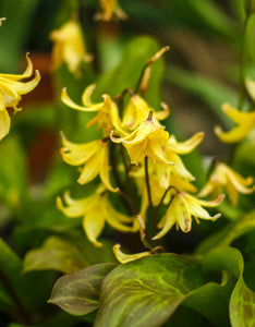 Erythronium Pagoda Dog's Thoth's violet - Green's of Ireland Online Garden Shop.  Miscellaneous, West Cork Bulbs, Daffodil Bulbs, Tulip Bulbs, Crocus Bulbs, Autumn Bulbs, Bulbs, Cheap Bulbs