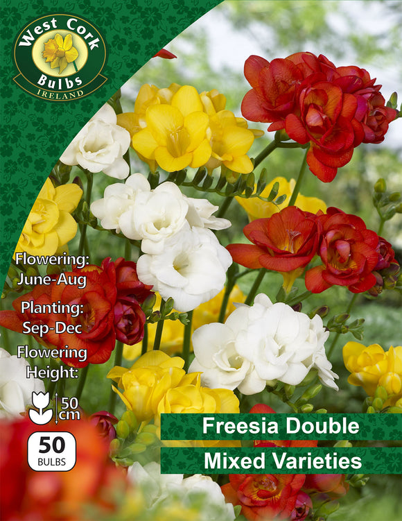 Freesia Double Mixed - Green's of Ireland Online Garden Shop. Flower Bulbs, West Cork Bulbs, Daffodil Bulbs, Tulip Bulbs, Crocus Bulbs, Autumn Bulbs, Bulbs, Cheap Bulbs