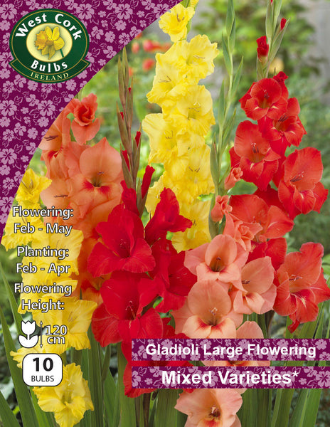 Are gladiolus bulbs store poisonous to dogs