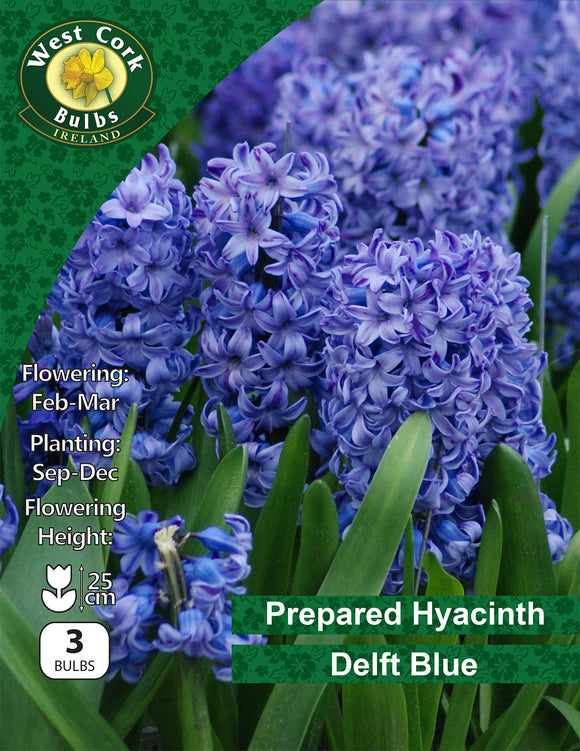 Prepared Hyacinth Delft Blue - Green's of Ireland Online Garden Shop. Hyacinth, West Cork Bulbs, Daffodil Bulbs, Tulip Bulbs, Crocus Bulbs, Autumn Bulbs, Bulbs, Cheap Bulbs