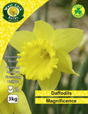 Yellow Daffodils Magnificence - Green's of Ireland Online Garden Shop. Flower Bulbs, West Cork Bulbs, Daffodil Bulbs, Tulip Bulbs, Crocus Bulbs, Autumn Bulbs, Bulbs, Cheap Bulbs