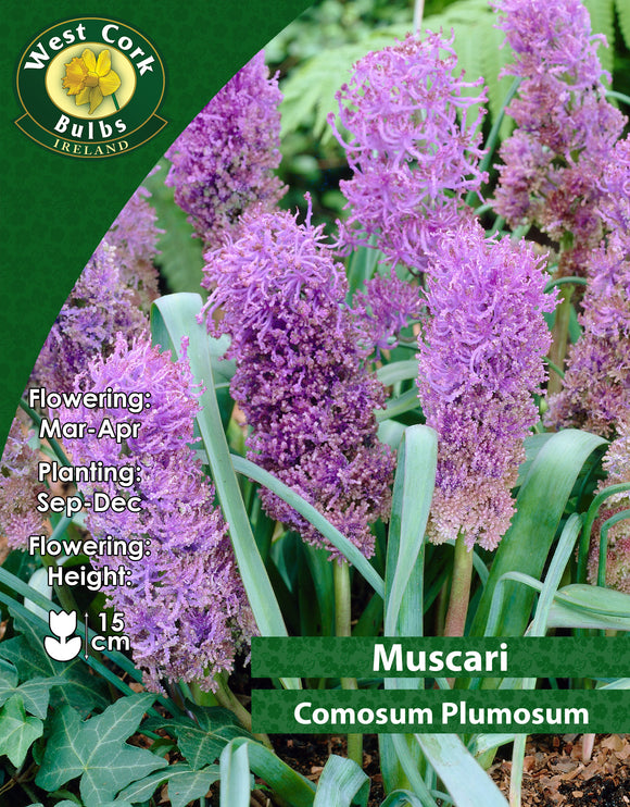 Muscari comosum Plumosum - Green's of Ireland Online Garden Shop. Muscari, West Cork Bulbs, Daffodil Bulbs, Tulip Bulbs, Crocus Bulbs, Autumn Bulbs, Bulbs, Cheap Bulbs