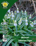 Muscari Siberian Tiger - Green's of Ireland Online Garden Shop. Muscari, West Cork Bulbs, Daffodil Bulbs, Tulip Bulbs, Crocus Bulbs, Autumn Bulbs, Bulbs, Cheap Bulbs