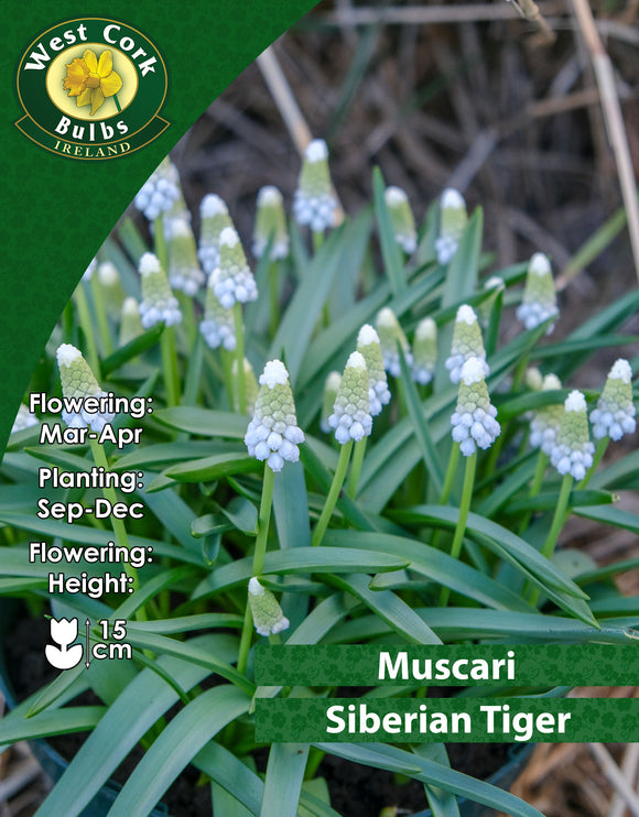 Muscari Siberian Tiger - Green's of Ireland Online Garden Shop. Muscari, West Cork Bulbs, Daffodil Bulbs, Tulip Bulbs, Crocus Bulbs, Autumn Bulbs, Bulbs, Cheap Bulbs