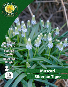 Muscari Siberian Tiger - Green's of Ireland Online Garden Shop. Muscari, West Cork Bulbs, Daffodil Bulbs, Tulip Bulbs, Crocus Bulbs, Autumn Bulbs, Bulbs, Cheap Bulbs