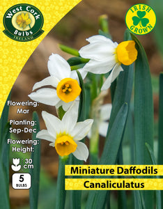 Miniature Daffodils Canaliculatus - Green's of Ireland Online Garden Shop. Flower Bulbs, West Cork Bulbs, Daffodil Bulbs, Tulip Bulbs, Crocus Bulbs, Autumn Bulbs, Bulbs, Cheap Bulbs