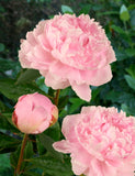 Irish Grown Peonies <p>Pink Sarah Bernard</p> - Green's of Ireland Online Garden Shop.  Cut Flowers, Killowen Orchard, Daffodil Bulbs, Tulip Bulbs, Crocus Bulbs, Autumn Bulbs, Bulbs, Cheap Bulbs