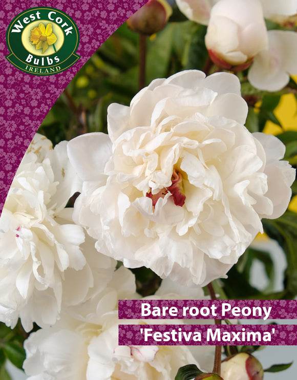 Bare root peonies Festiva Maxima