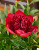 Bare root peonies Red Charm