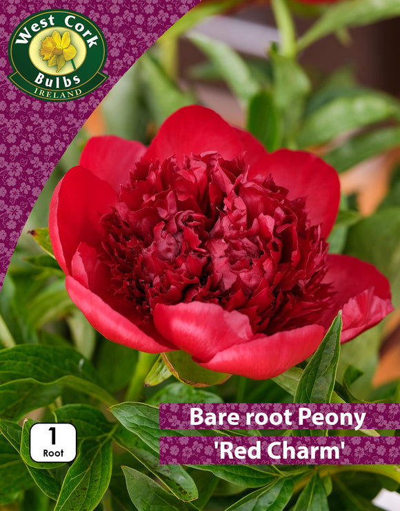 Bare root peonies Red Charm