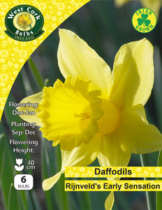 Yellow Daffodils Rijnveld's Early Sensation - Green's of Ireland Online Garden Shop. Flower Bulbs, West Cork Bulbs, Daffodil Bulbs, Tulip Bulbs, Crocus Bulbs, Autumn Bulbs, Bulbs, Cheap Bulbs