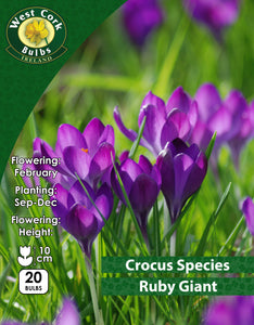 Crocus Species Ruby Giant - Green's of Ireland Online Garden Shop. Crocus, West Cork Bulbs, Daffodil Bulbs, Tulip Bulbs, Crocus Bulbs, Autumn Bulbs, Bulbs, Cheap Bulbs