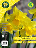 Yellow Daffodils Dellan - Green's of Ireland Online Garden Shop. Flower Bulbs, West Cork Bulbs, Daffodil Bulbs, Tulip Bulbs, Crocus Bulbs, Autumn Bulbs, Bulbs, Cheap Bulbs