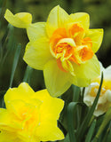 DaffodilsMixed Double - Green's of Ireland Online Garden Shop. Flower Bulbs, West Cork Bulbs, Daffodil Bulbs, Tulip Bulbs, Crocus Bulbs, Autumn Bulbs, Bulbs, Cheap Bulbs