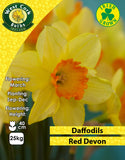 Daffodils Red Devon - Green's of Ireland Online Garden Shop. Flower Bulbs, West Cork Bulbs, Daffodil Bulbs, Tulip Bulbs, Crocus Bulbs, Autumn Bulbs, Bulbs, Cheap Bulbs