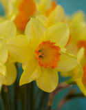 Daffodils Red Devon - Green's of Ireland Online Garden Shop. Flower Bulbs, West Cork Bulbs, Daffodil Bulbs, Tulip Bulbs, Crocus Bulbs, Autumn Bulbs, Bulbs, Cheap Bulbs