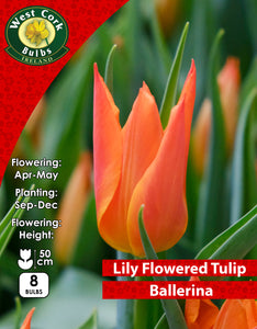 Lily Flowered Tulip Ballerina - Green's of Ireland Online Garden Shop. Tulips, West Cork Bulbs, Daffodil Bulbs, Tulip Bulbs, Crocus Bulbs, Autumn Bulbs, Bulbs, Cheap Bulbs