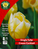 Single Tulip Cream Cocktail - Green's of Ireland Online Garden Shop. Tulips, West Cork Bulbs, Daffodil Bulbs, Tulip Bulbs, Crocus Bulbs, Autumn Bulbs, Bulbs, Cheap Bulbs