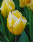 Single Tulip Cream Cocktail - Green's of Ireland Online Garden Shop. Tulips, West Cork Bulbs, Daffodil Bulbs, Tulip Bulbs, Crocus Bulbs, Autumn Bulbs, Bulbs, Cheap Bulbs