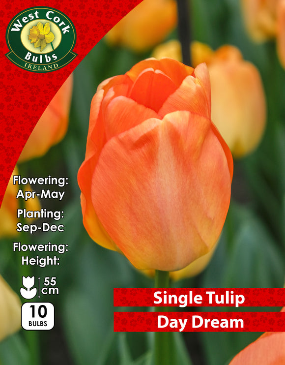 Single Tulip Day Dream - Green's of Ireland Online Garden Shop. Tulips, West Cork Bulbs, Daffodil Bulbs, Tulip Bulbs, Crocus Bulbs, Autumn Bulbs, Bulbs, Cheap Bulbs