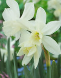 Daffodils Thalia - Green's of Ireland Online Garden Shop. Flower Bulbs, West Cork Bulbs, Daffodil Bulbs, Tulip Bulbs, Crocus Bulbs, Autumn Bulbs, Bulbs, Cheap Bulbs