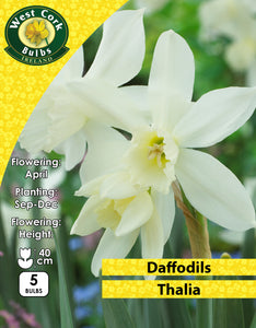 Daffodils Thalia - Green's of Ireland Online Garden Shop. Flower Bulbs, West Cork Bulbs, Daffodil Bulbs, Tulip Bulbs, Crocus Bulbs, Autumn Bulbs, Bulbs, Cheap Bulbs