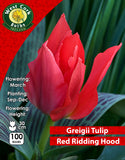 Dwarf Tulip Red Riding Hood - Green's of Ireland Online Garden Shop. Tulips, West Cork Bulbs, Daffodil Bulbs, Tulip Bulbs, Crocus Bulbs, Autumn Bulbs, Bulbs, Cheap Bulbs