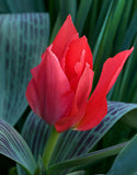 Dwarf Tulip Red Riding Hood - Green's of Ireland Online Garden Shop. Tulips, West Cork Bulbs, Daffodil Bulbs, Tulip Bulbs, Crocus Bulbs, Autumn Bulbs, Bulbs, Cheap Bulbs